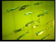 Efficacité de la passe à poissons,Approche des flux migratoires